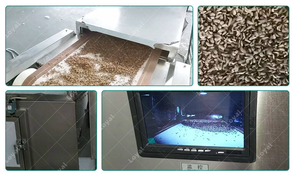 Test of&nbsp;Industrial Conveyor Belt Type Microwave Oven For Black Soldier Fly Larvae in Customer‘s Workshop