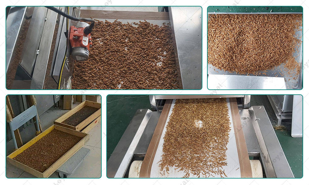 Test of&nbsp;Tenebrio Mealworm Insect Microwave Drying Sterilization Machine in Customer‘s Workshop